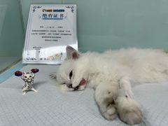-达爱动物医院·犬猫分区·CT·复杂眼科(远洋山水分院)