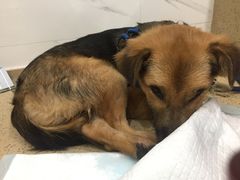 -伟伟宠物医院·CT影像中心·瑞派犬猫综合性门诊(汉口总院)