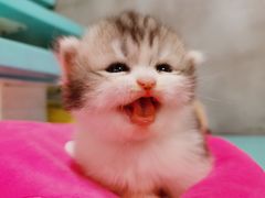 -70cat德文卷毛猫·缅因猫纯种猫舍