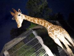 -清迈夜间动物园