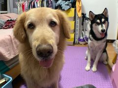 -泰洋动物医院·神经专科·磁共振·CT(天河公园总院)