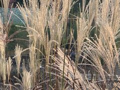 -合肥滨湖国家森林公园