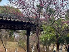 -八大山人梅湖景区