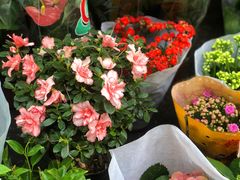 -循礼门鲜花花市(武汉循礼门店)