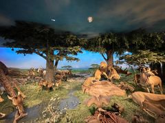 -国家自然博物馆