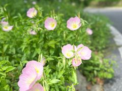 -黄陂区野村谷景区