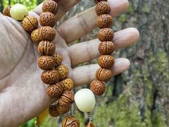 -五营红松林海景区