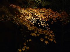 -遵化市禅林寺古银杏风景园