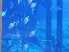 -迪拜水族馆及水下动物园