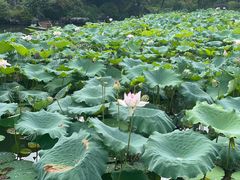 景观位-杭州西子湖四季酒店·金沙厅
