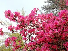 -木兰云雾山