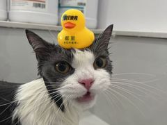 -老吴的猫·猫舍(新区店)
