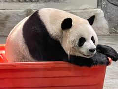 -栾川竹海野生动物园