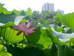 -光明港公园