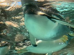 -成都浩海立方海洋公园