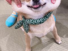 -逗柴咖啡屋·狗咖猫咖宠物桌游