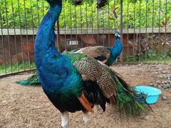 -西双版纳融创皇冠假日度假酒店