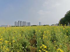 -光明小镇欢乐田园