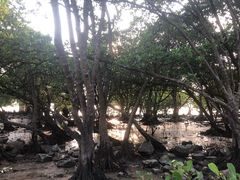 -宝安西湾红树林湿地公园