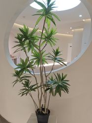 -VE专注问题肌·赛诺龙&科学美肤中心