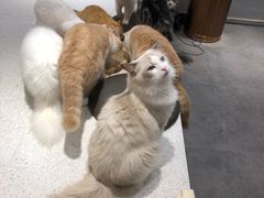 -飞行喵MR PILOT|猫舍·猫咖(静安大融城店)