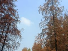 -番禺大夫山森林公园