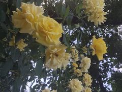 -洛阳白云山景区