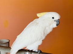 -雪茄客PURAVIDA俱乐部(上海店)