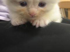 -楼上猫咖(罗湖店)
