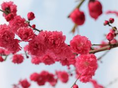 -南汇桃花村