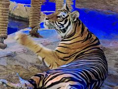 -清迈夜间动物园