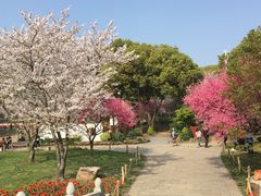 -苏州上方山国家森林公园