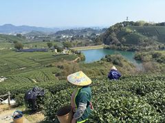 -龙坞茶村
