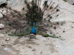 -栾川竹海野生动物园