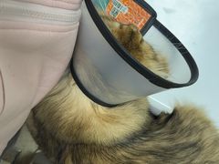 -艾贝尔宠物诊疗