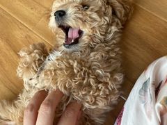 -宠福鑫康馨动物医院·骨科·眼科