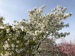 -南汇桃花村