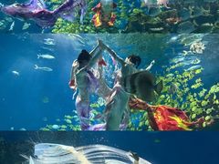 -海合安武汉极地海洋公园