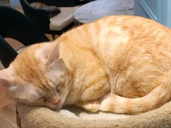 -遇见羊驼·奶狗咖·布偶猫咖·法斗柯基柴犬阿拉斯加(春熙路太古里IFS店)