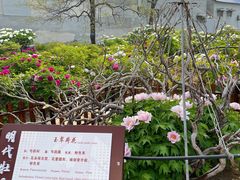 -曹州百花园