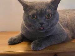 -Catmate·猫肥家润(金润铂宫店)