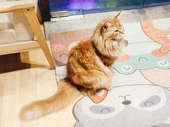 -藏猫猫咖啡主题馆(中央大道店)