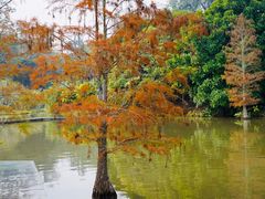 -中国科学院西双版纳热带植物园