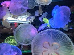 -太平洋海底世界