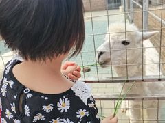 -迪茵湖田家舍生态农场