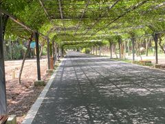 -东平国家森林公园
