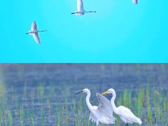 -野鸭湖国家湿地公园