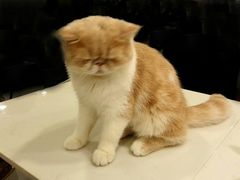 -飞行喵MR PILOT|猫舍·猫咖(静安大融城店)