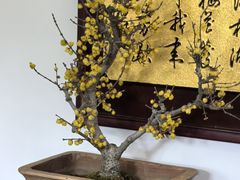 -无锡梅园公园
