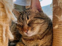 -猫在这儿猫咪咖啡馆·撸猫馆